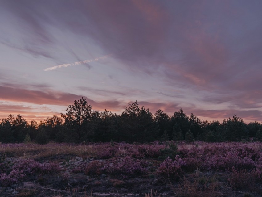 dusk, trees, bushes, landscape, evening