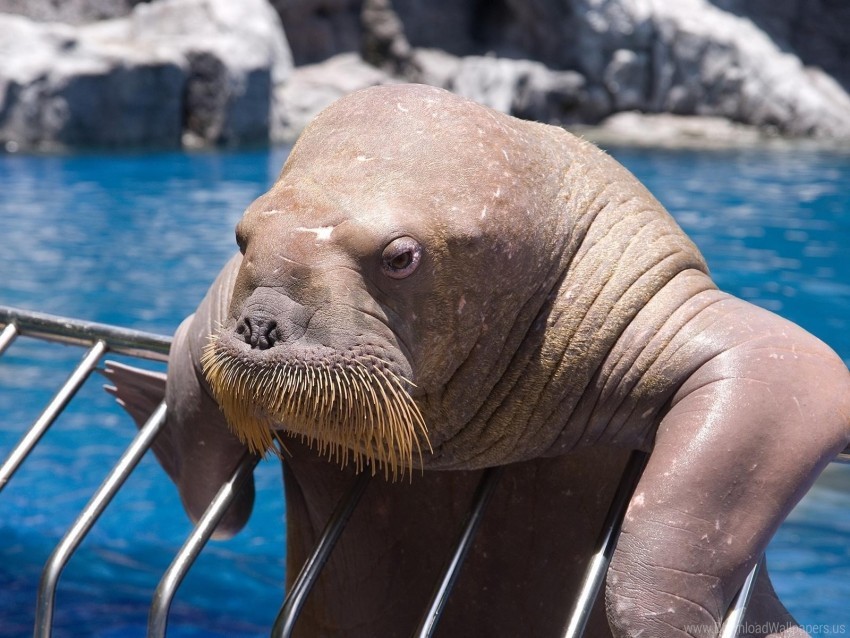 Dweller Face Old Sea Seal Walrus Wallpaper PNG Transparent Background