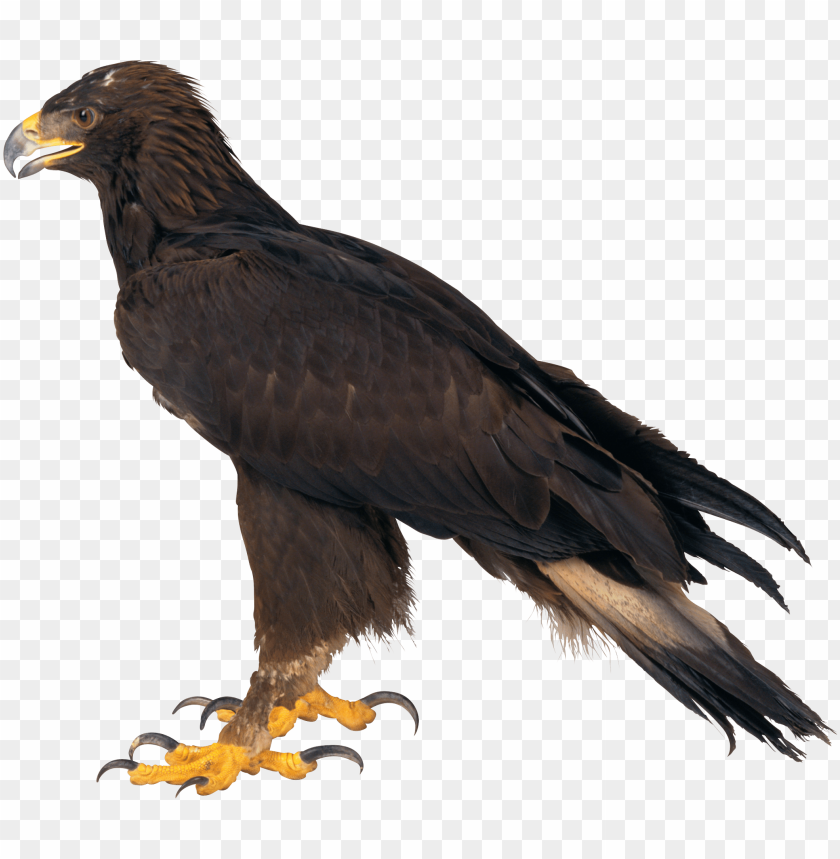 Side view of a majestic golden eagle with outstretched wings PNG