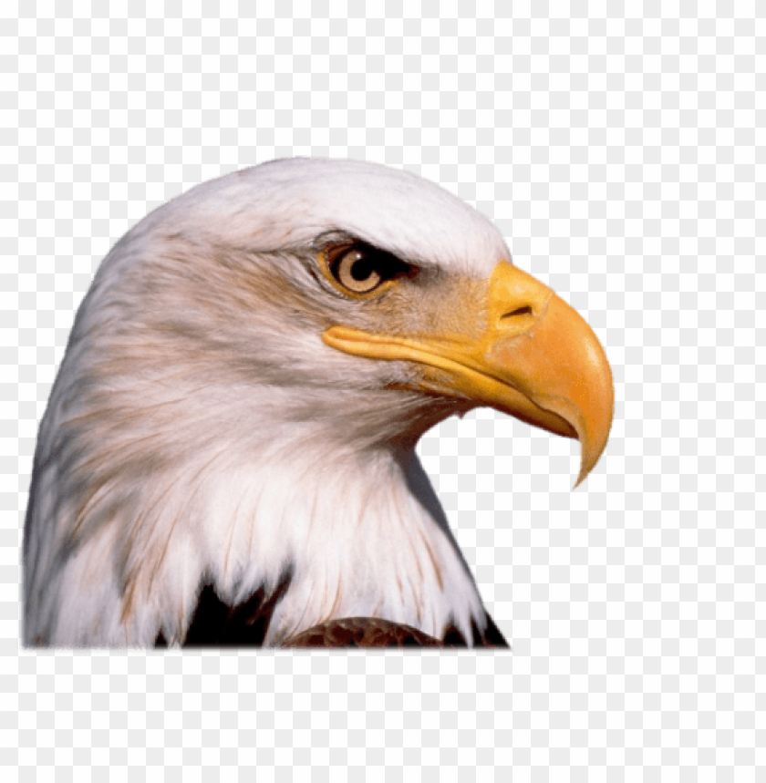 Close-up of a bald eagle's head with a sharp beak and piercing eye PNG