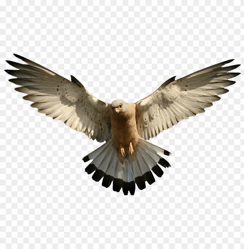 A hawk in mid-flight with outstretched wings against a transparent background PNG