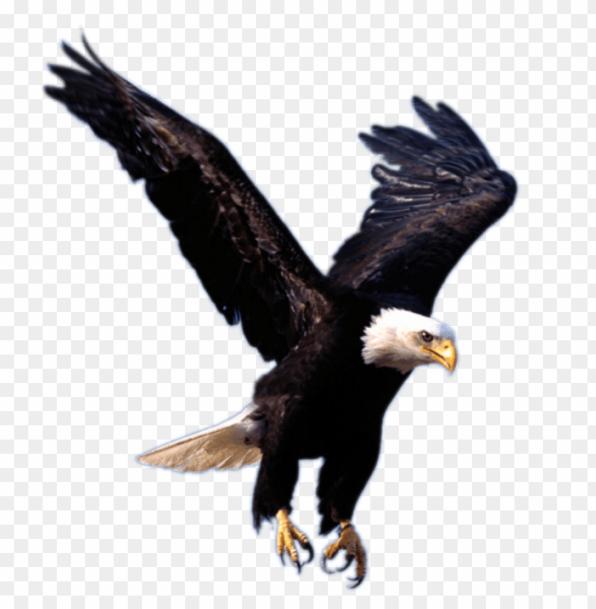 Bald eagle soaring with wings spread, showcasing its majestic feathers PNG