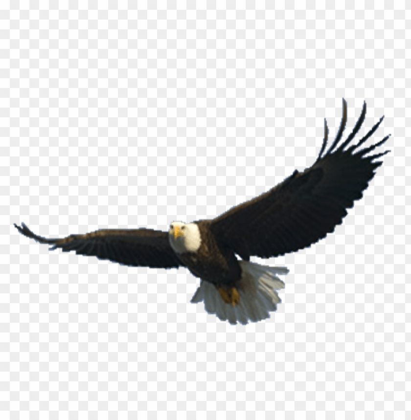 A soaring bald eagle with wings outstretched against a transparent background PNG