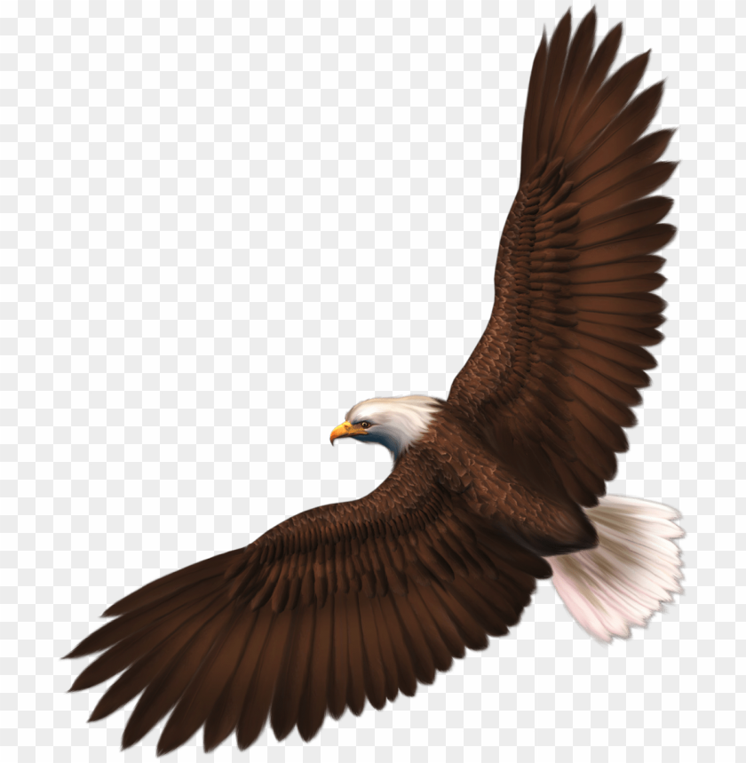 A majestic eagle in flight with outstretched wings PNG