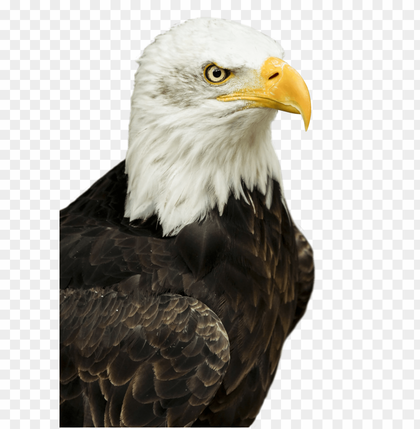 Bald eagle PNG, bird of prey, sharp beak, white head