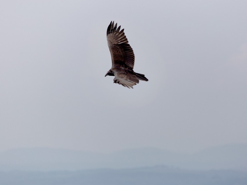 Eagle Bird Flight Sky Wings Background