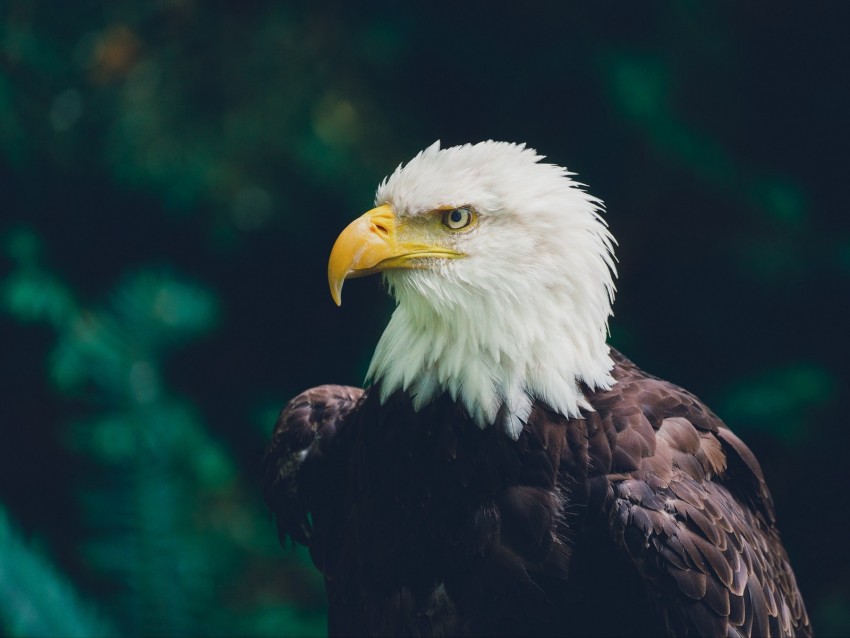 eagle, bird, glance, predator, wildlife