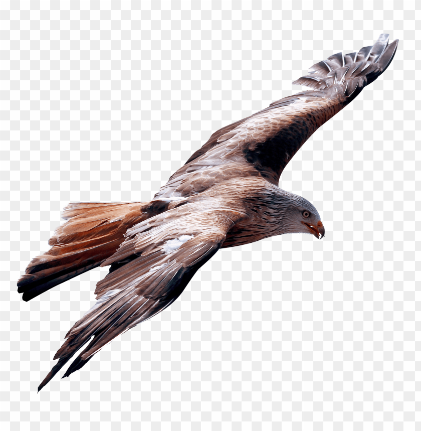 Bird in flight PNG, raptor, wings spread, brown