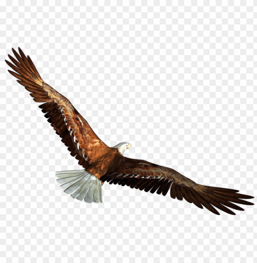 birds png ,bird