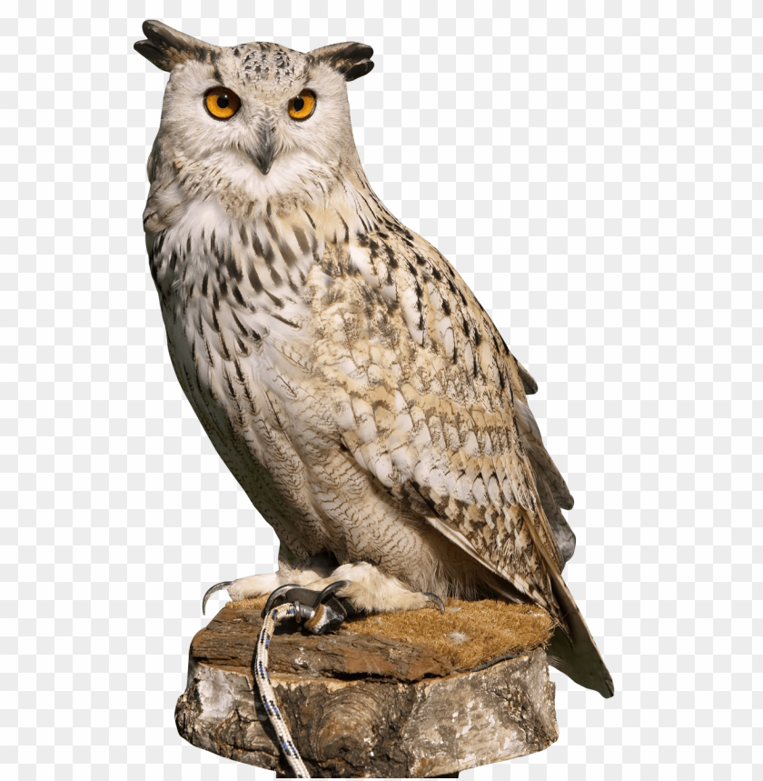 Owl PNG, nocturnal bird, perched, brown