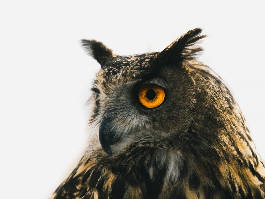 eagle owl, owl, predator, bird, beak, eyes