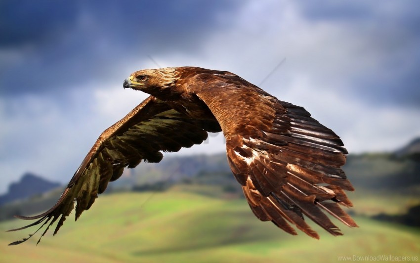 Eagle Wallpaper PNG Transparent Background