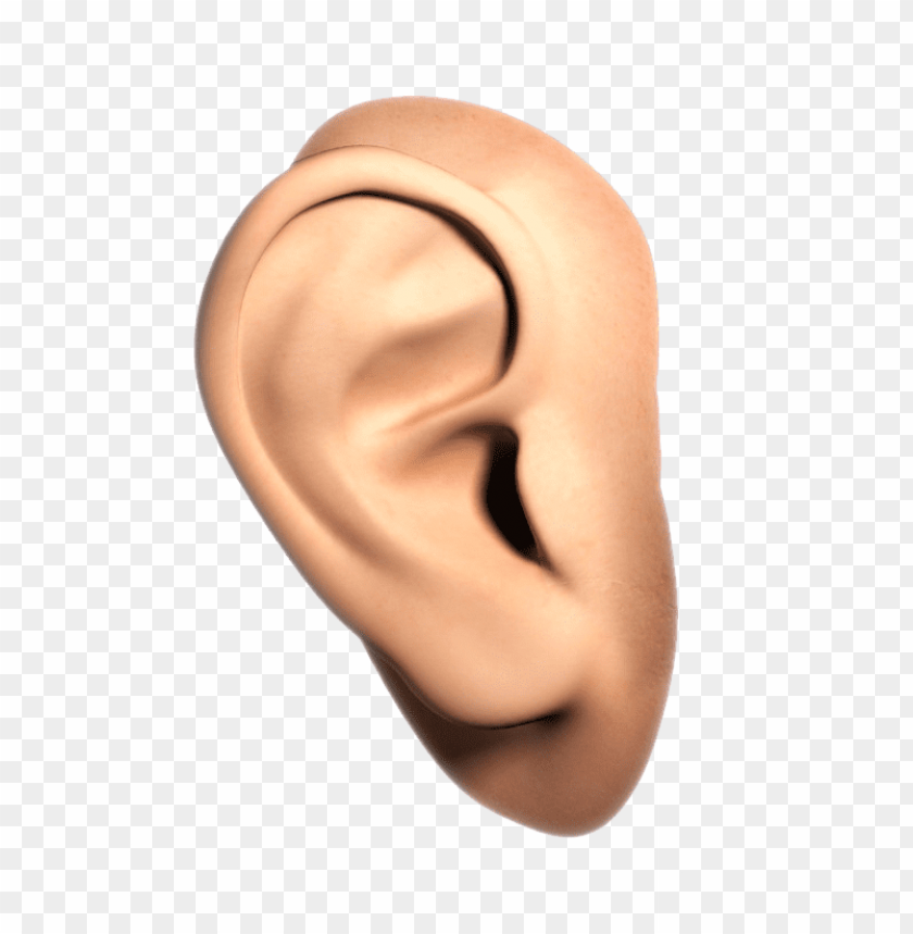 
ear
, 
organ of hearing
, 
mammals
, 
recognize
, 
human ear
