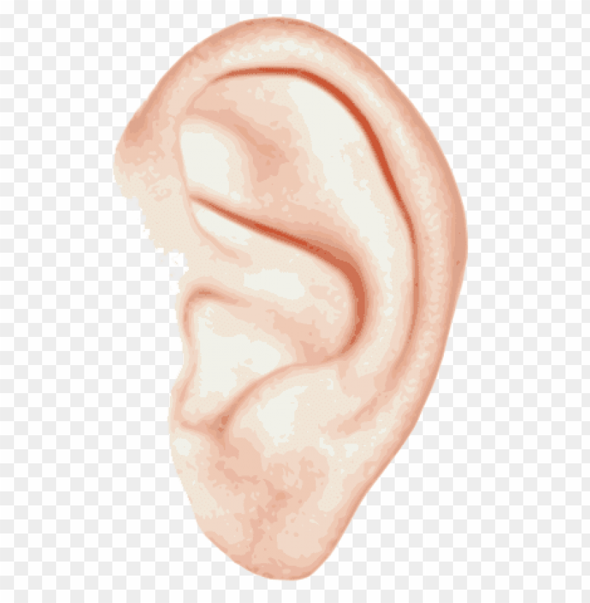 people, ears, ear single, 