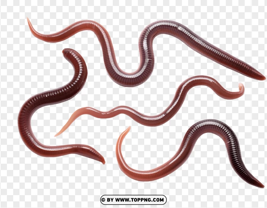 Group Of Earthworms With Natural Features PNG Transparent Background