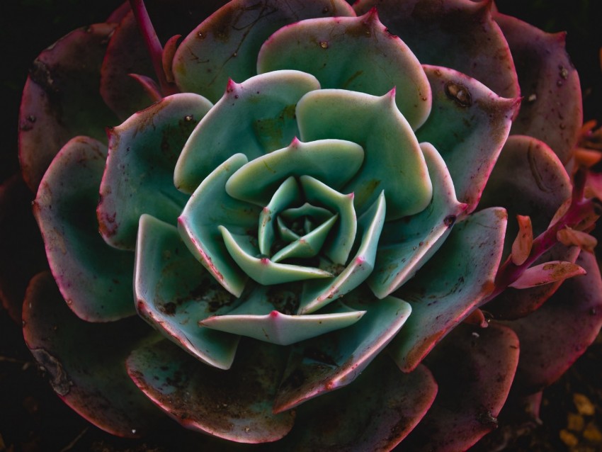 echeveria, succulent, plant, macro