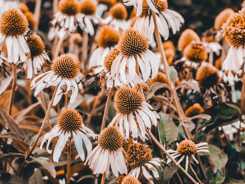 echinacea, flowers, flowerbed, plants, flowering