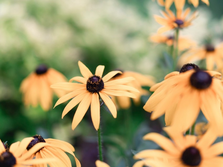 echinacea, flowers, yellow, flowering, plant