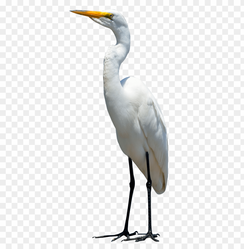 Heron PNG, bird, wading, tall