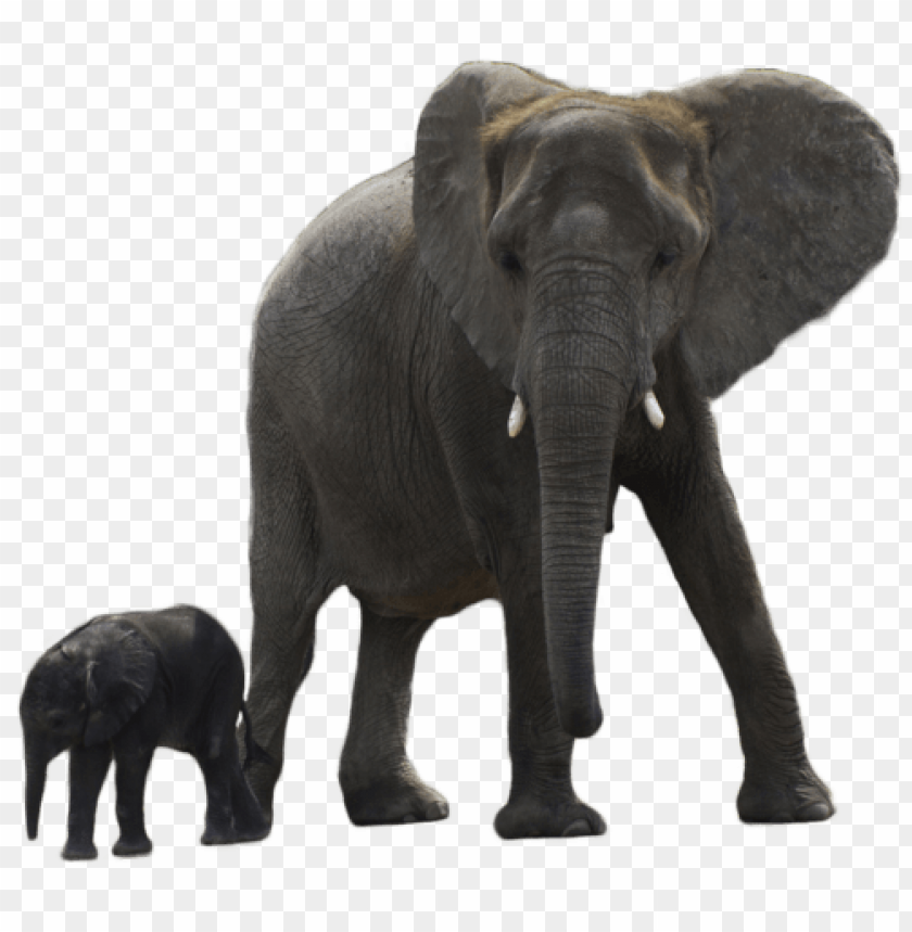 A large elephant standing beside a baby elephant in a natural pose PNG