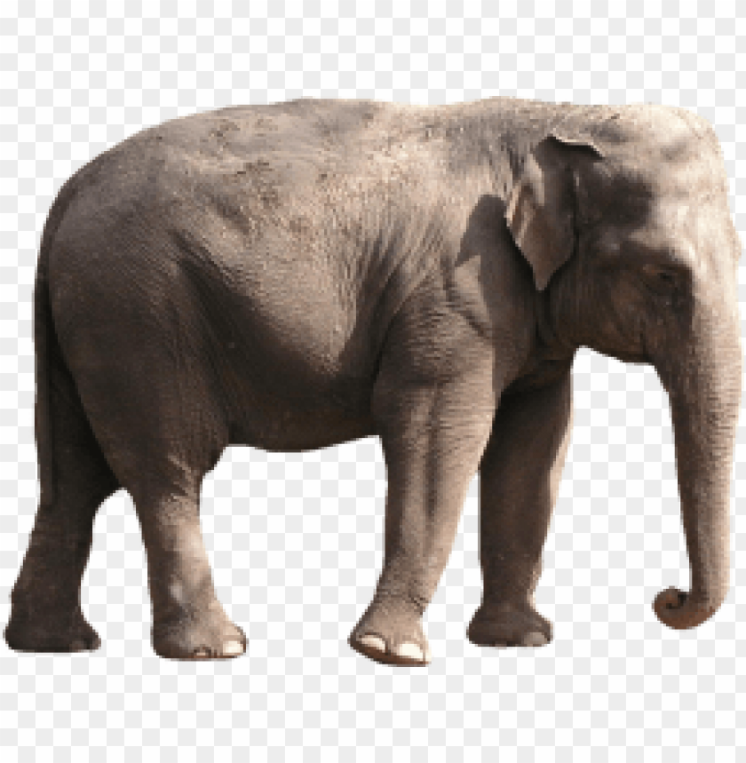 Adult elephant standing on a transparent background PNG