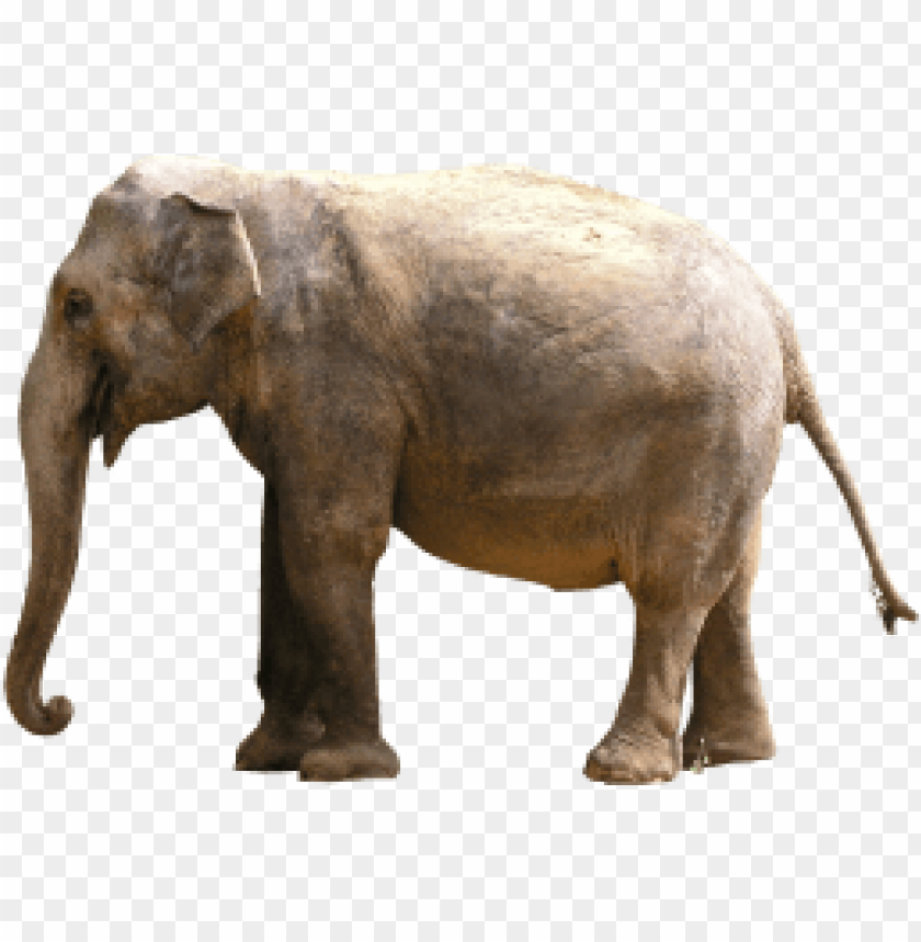 Realistic illustration of an elephant standing side view PNG