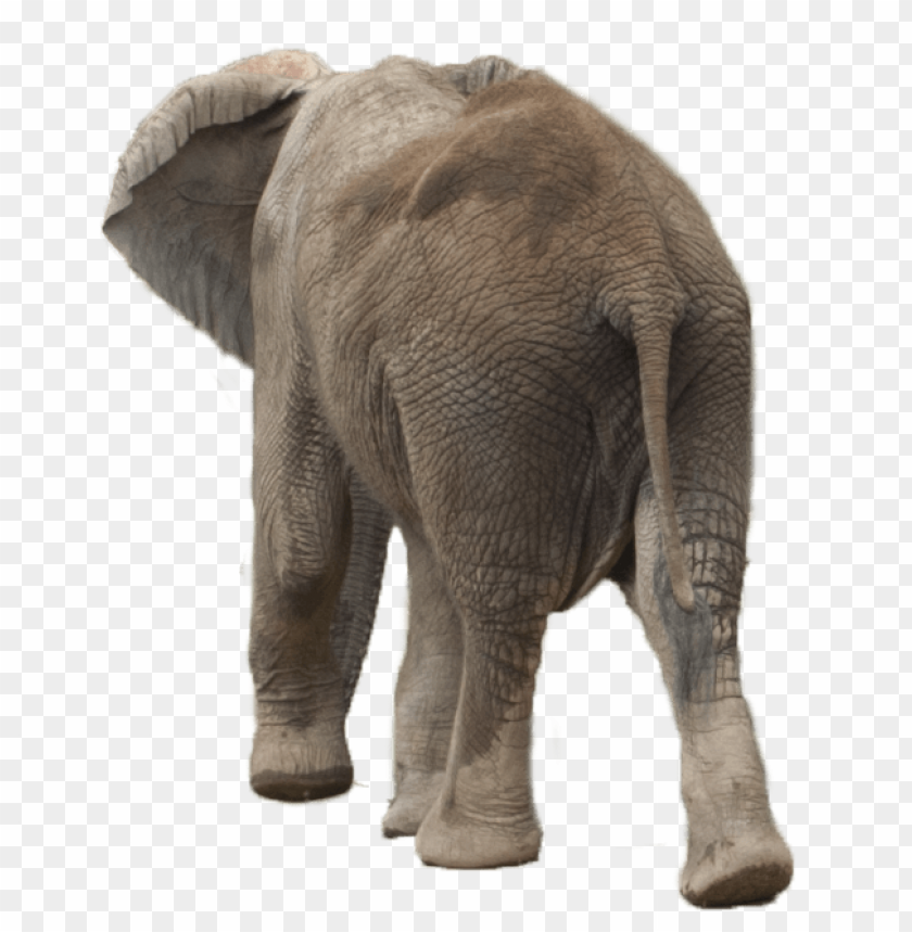 Rear view of an elephant walking away, showcasing its textured skin and large ears PNG