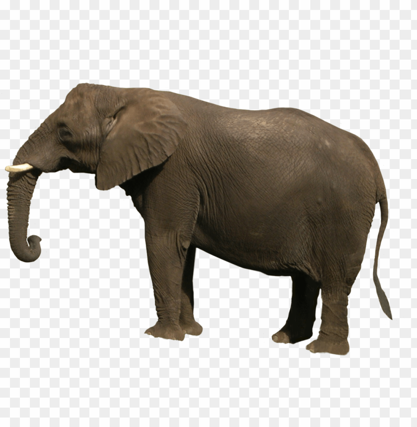 elephant png,elephant,elephant transparent background,elephant file png,eagle 

clipart,elephant png images,elephant png clipart