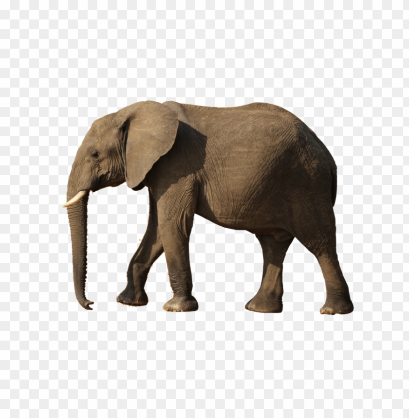 A realistic elephant walking on a transparent background PNG