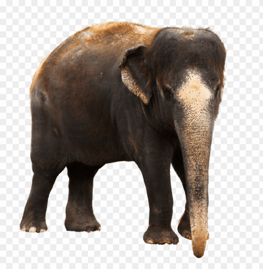 A standing elephant looking forward with its trunk dow PNG