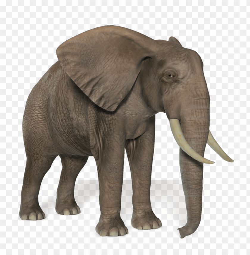 A realistic elephant standing on a transparent background PNG