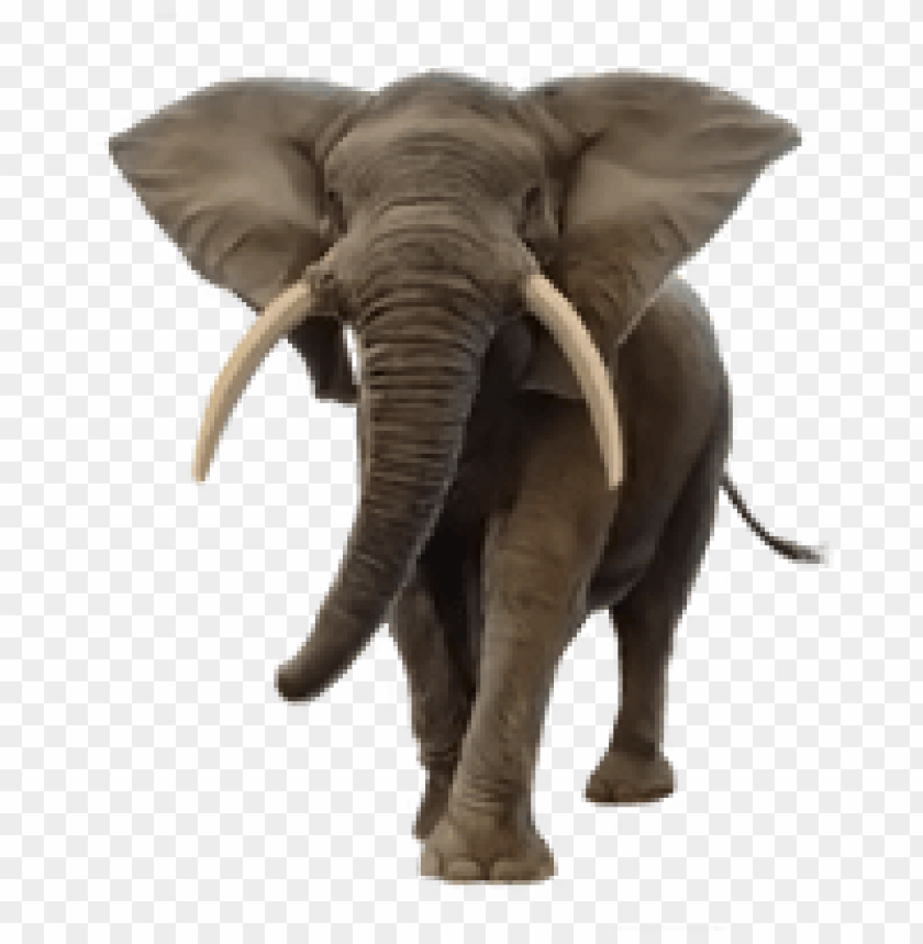 A realistic elephant walking towards the viewer on a transparent background PNG