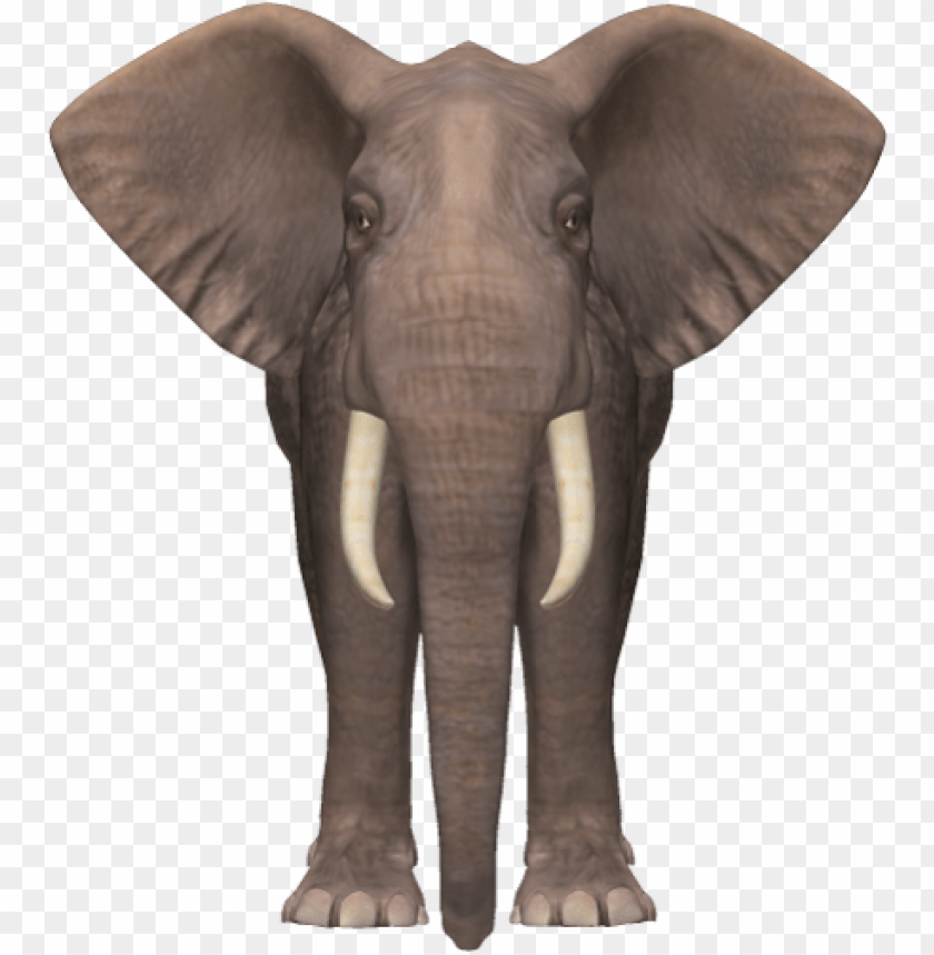 Realistic illustration of an elephant facing forward with tusks PNG