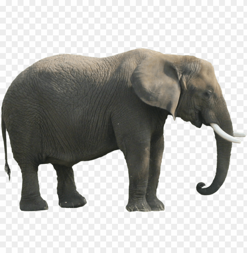 Realistic illustration of a standing elephant with tusks PNG