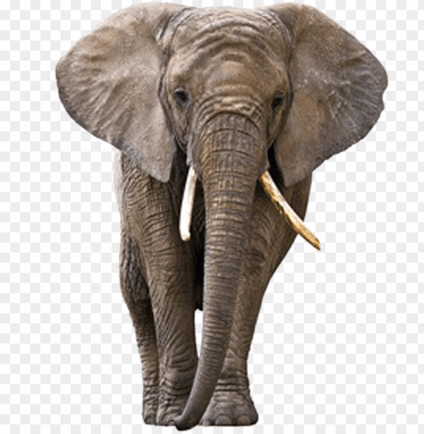 A realistic elephant walking towards the viewer with tusks visible PNG