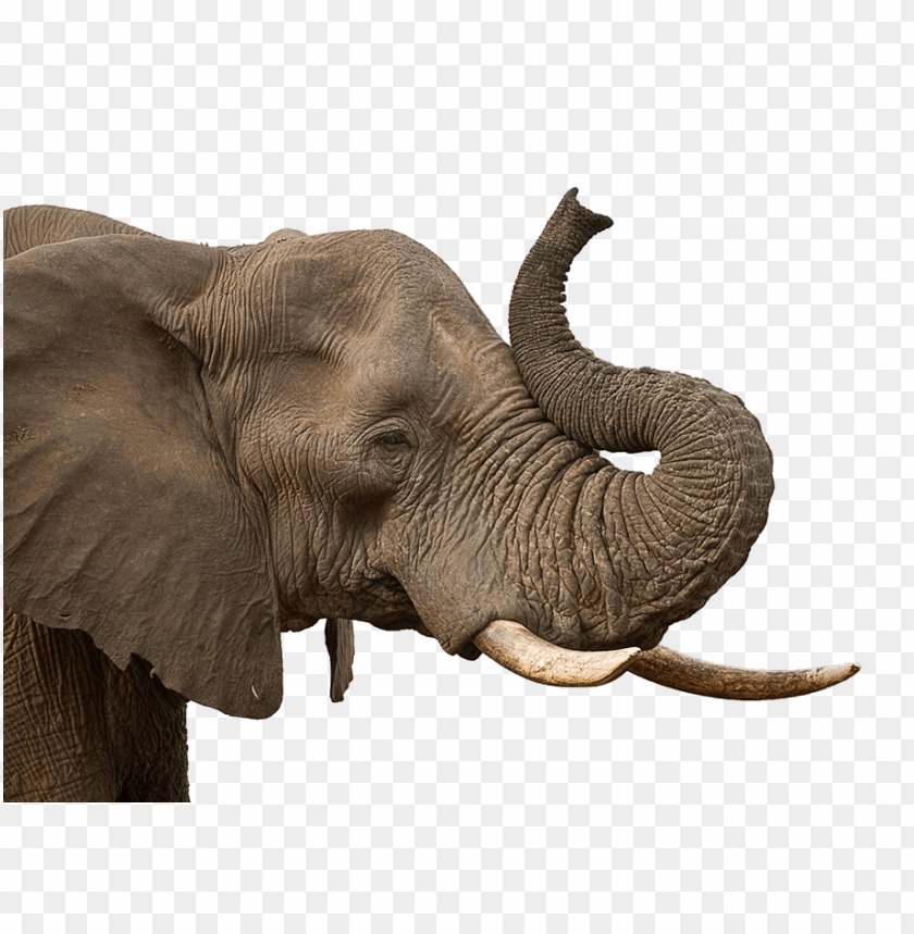 Close-up of an elephant with raised trunk and large ears PNG