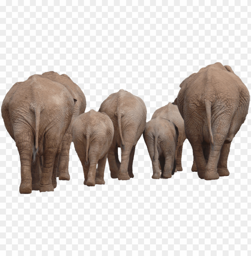 Group of elephants walking away, showcasing their backs and tails PNG