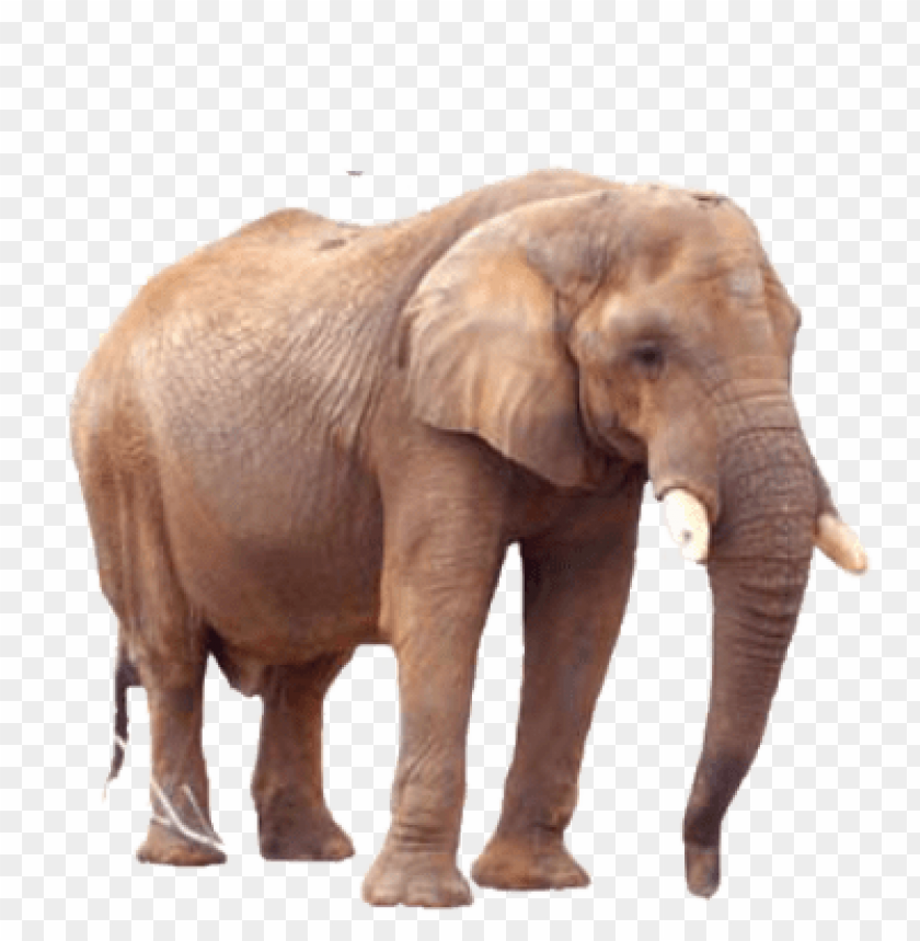 A realistic illustration of a standing elephant on a transparent background PNG