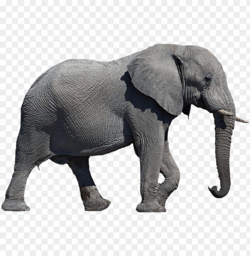 A realistic grey elephant walking gracefully in profile PNG