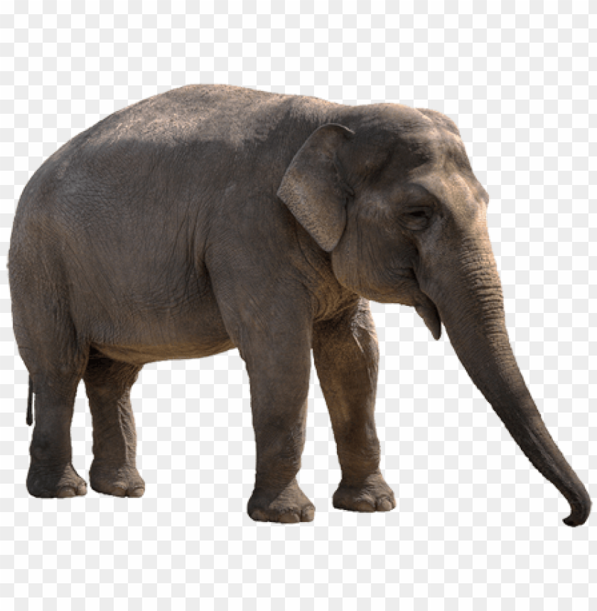 Realistic elephant standing with a visible trunk and large ears PNG