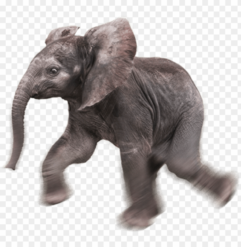 A playful baby elephant running gracefully on a transparent background PNG