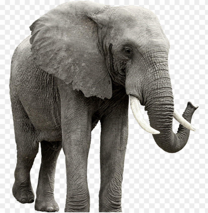 A majestic elephant walking, showcasing its large size and impressive tusks PNG