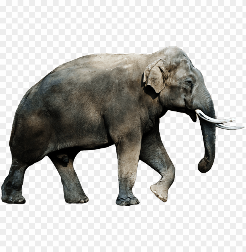 A realistic illustration of an elephant walking, showcasing its majestic features PNG