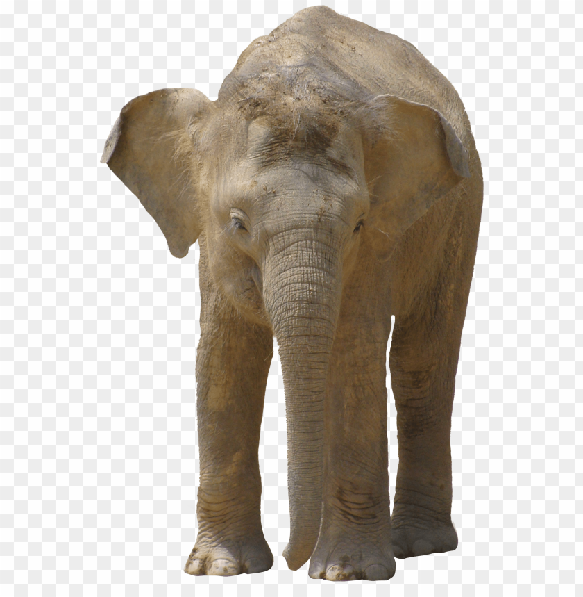 
elephant
, 
animals
