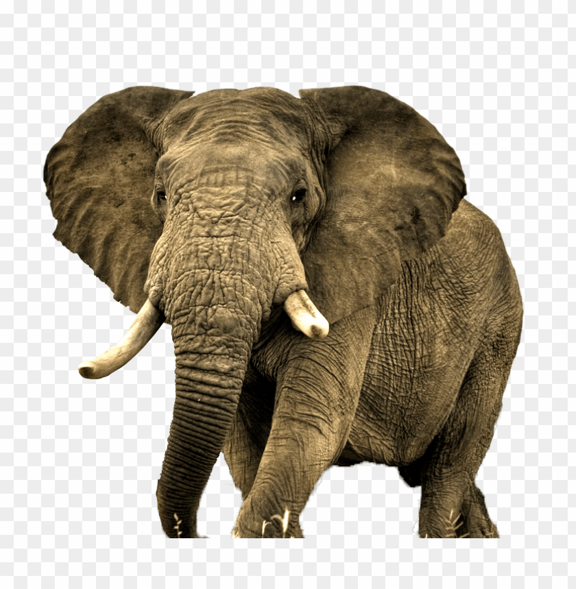 elephant,animals