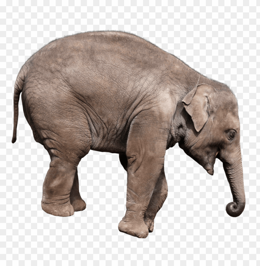 elephant,animals