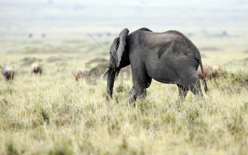 Elephant Field Grass Nature Wallpaper PNG Transparent Background