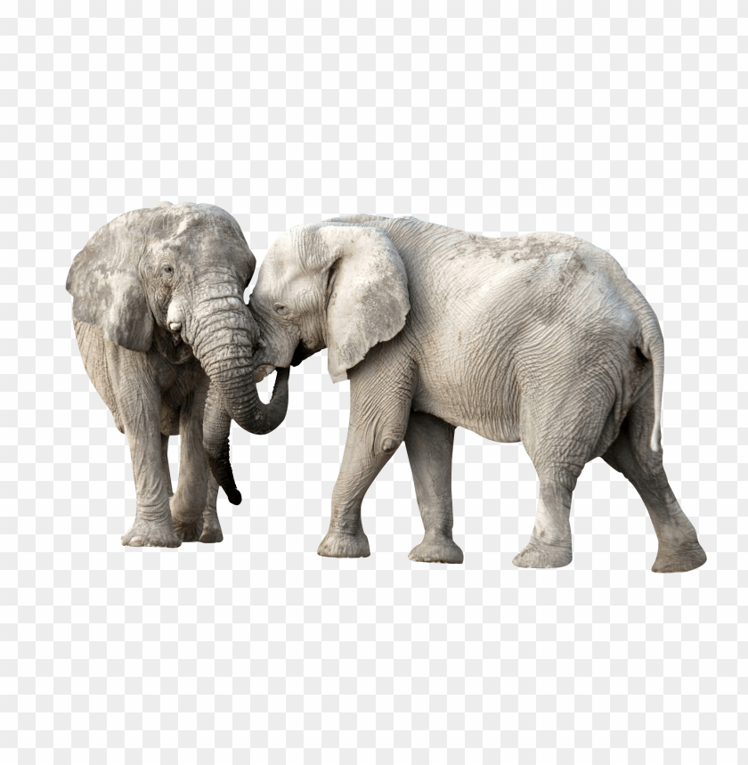 
animals
, 
elephant
