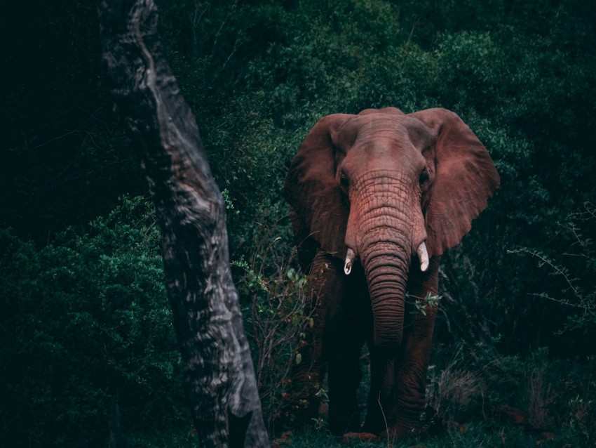 elephant, forest, wildlife, dark