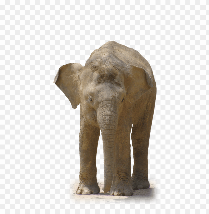 animals, elephants, elephant front view, 